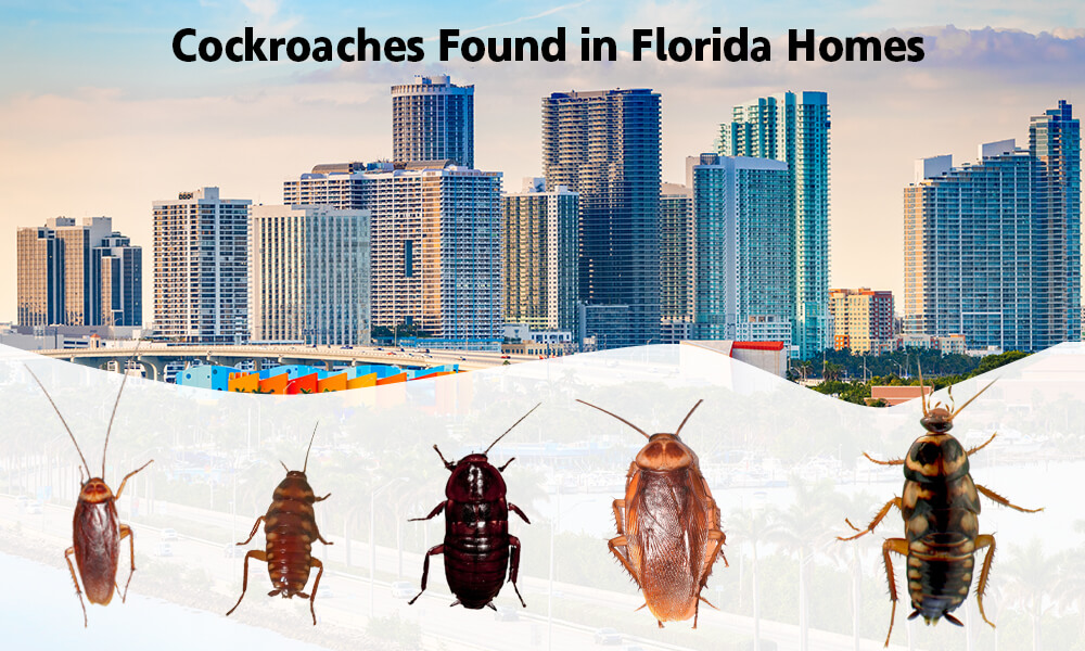 Cockroaches Found in Florida Homes