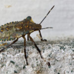 Discover the Common Bugs in North Carolina