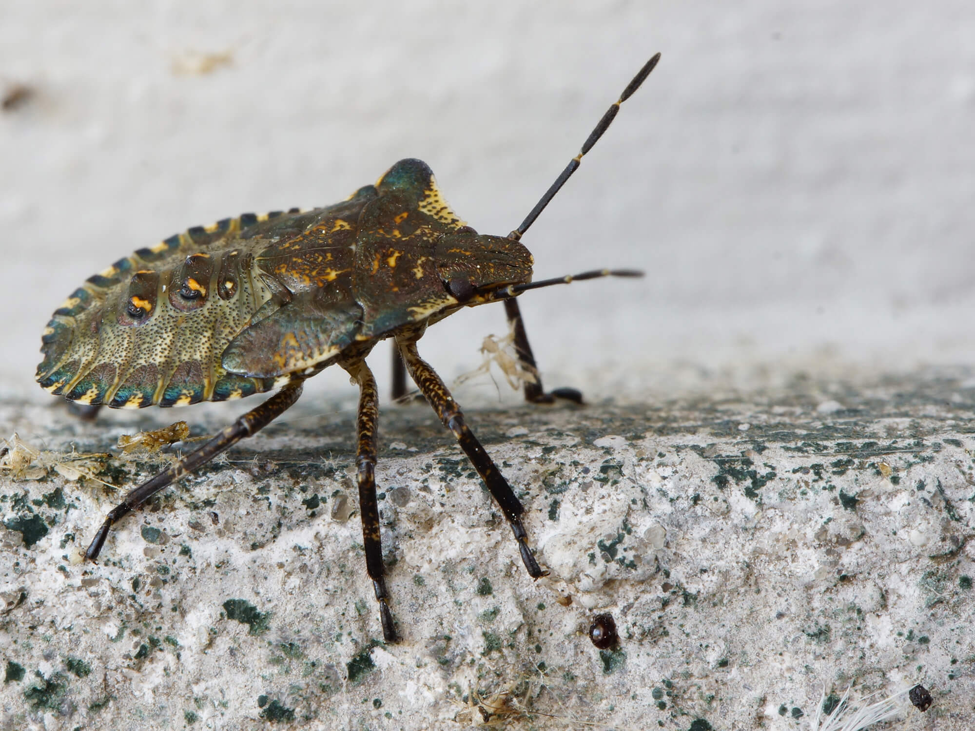 Discover the Common Bugs in North Carolina
