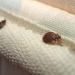 Can Bedbugs Jump from place to place?