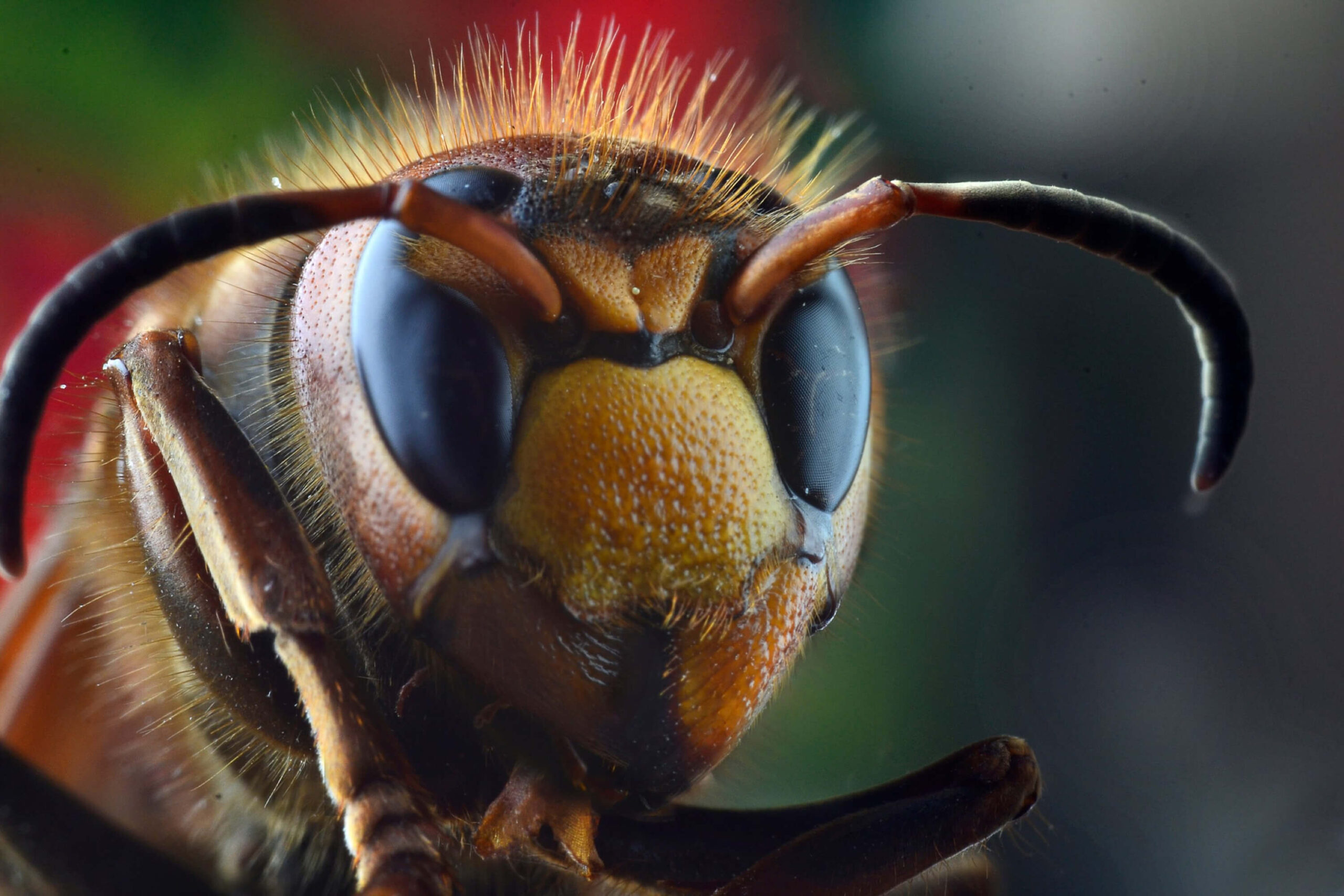 The Mystery Behind How Can Bees Fly at Night
