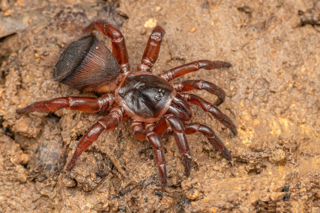 a close up of a trapdoor spider