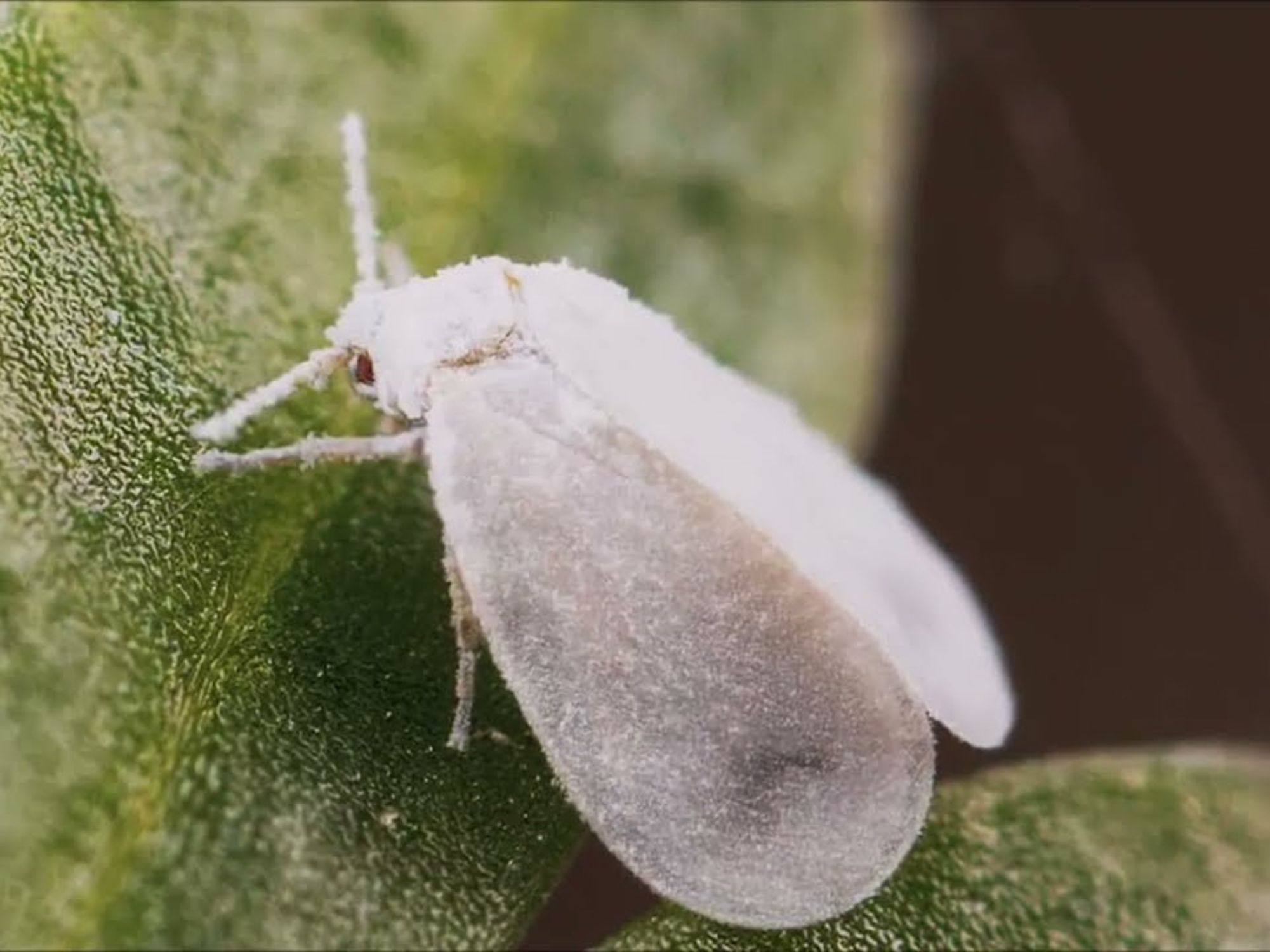 Easy Ways to Get Rid Of Little White Bugs That Look Like Lint