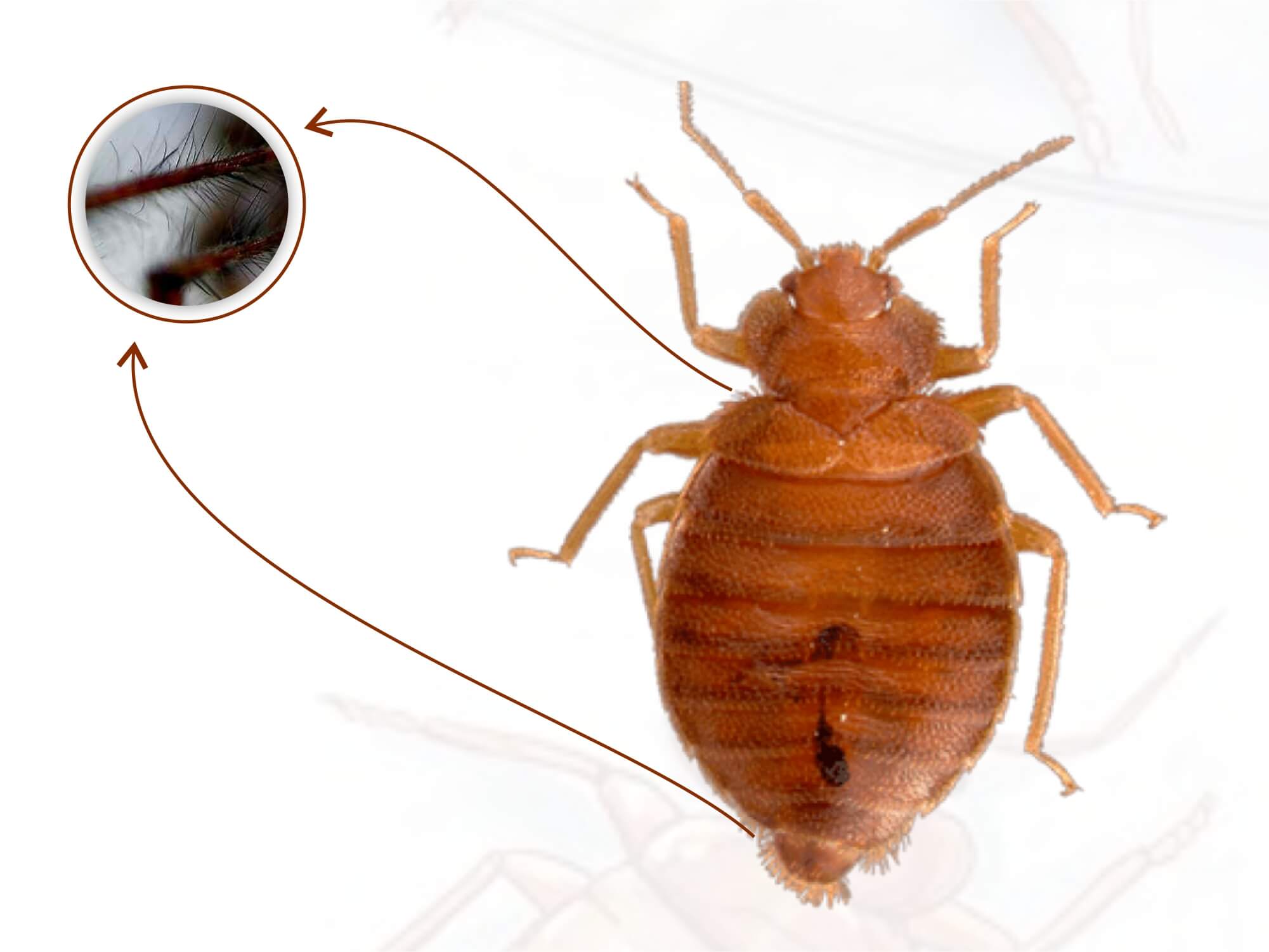The Evolution of Bedbugs: Do bedbugs have wings?