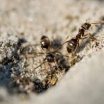 The Surprising Nutritional Benefits of Ant Eggs | A Closer Look