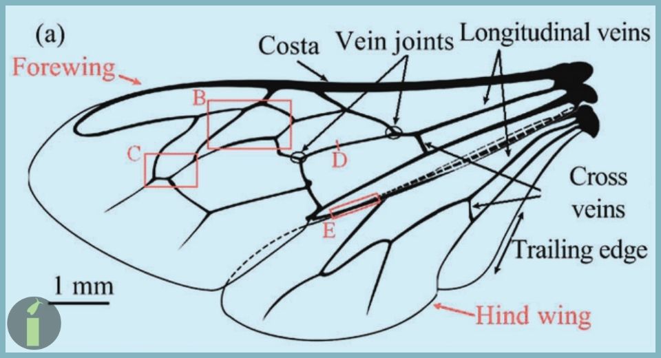 a diagram of the veins of the bee wings