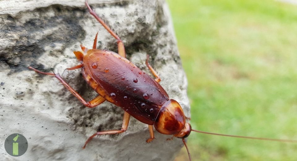 a american cockroach on a rock
