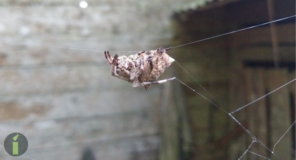 a american spider beetle on a web
