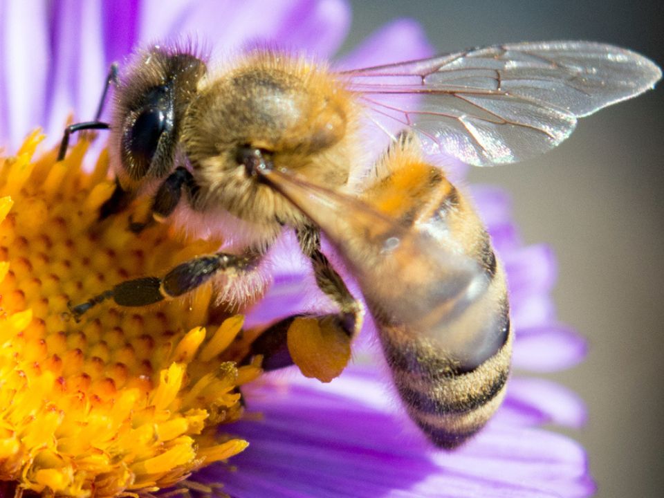 Bee Wings: The Remarkable Structures That Propel Nature’s Workers