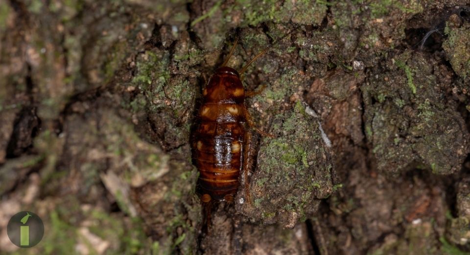 a cockroach on a tree bark