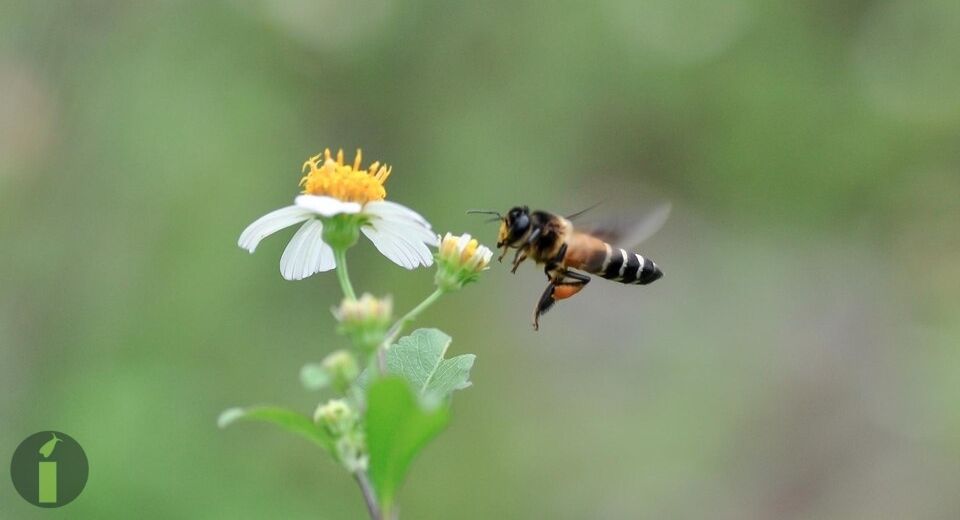 a bee flying to a flower