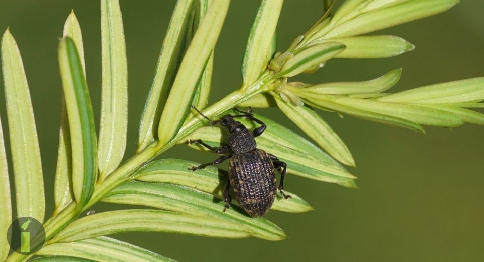 a black bug on a green leaf