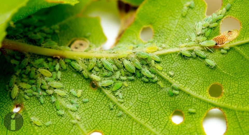 a group of green bugs on a leaf