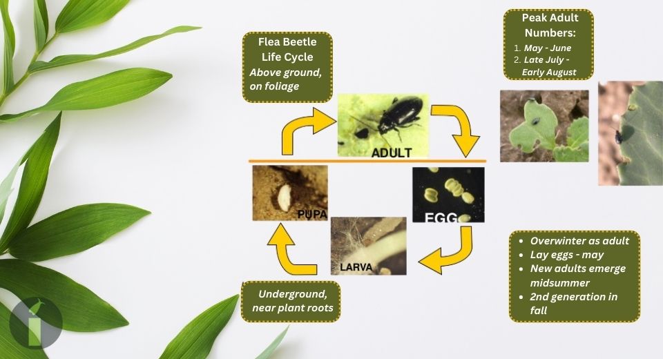 a plant with leaves and a life cycle of flea beetles