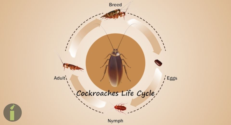 a roach life cycle diagram