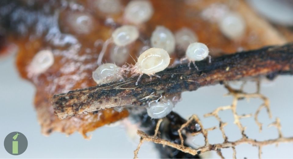 a group of moss mites on a stick