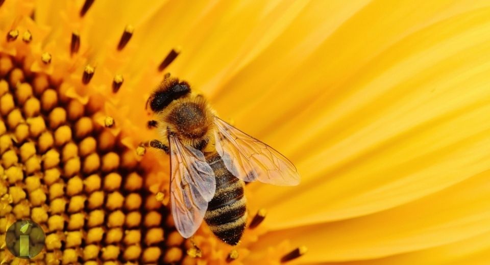 a bee on a sun flower