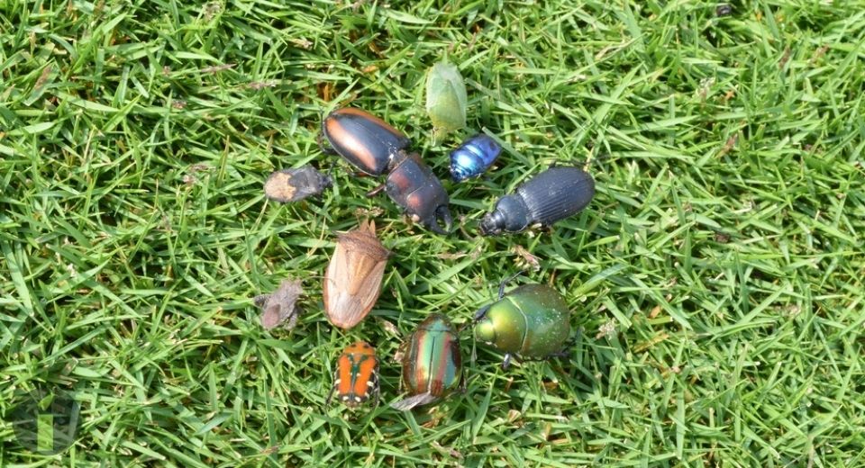 a group of bugs on grass