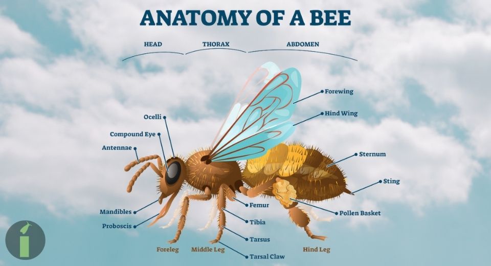 a bee wings anatomy diagram with text