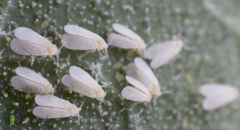 a group of white flies on a green surface