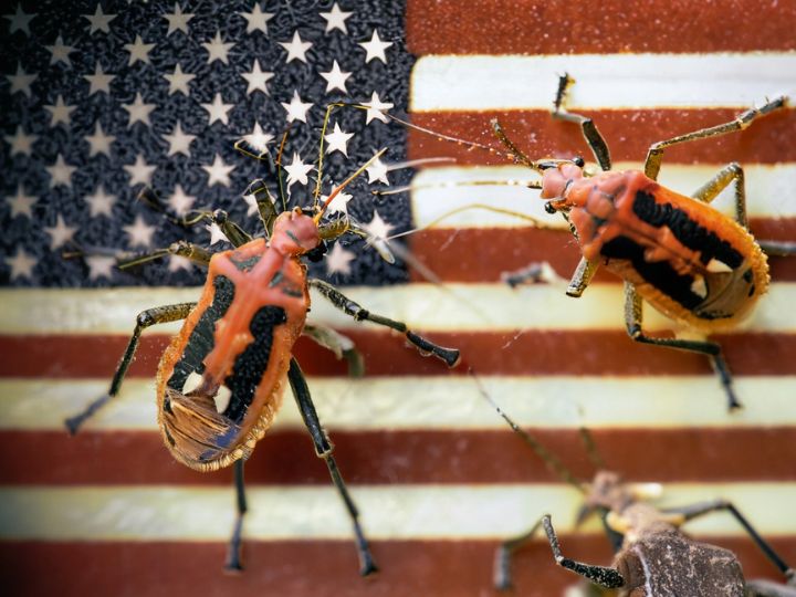 Dangerous Spread Of Invasive Bugs Throughout The U.S
