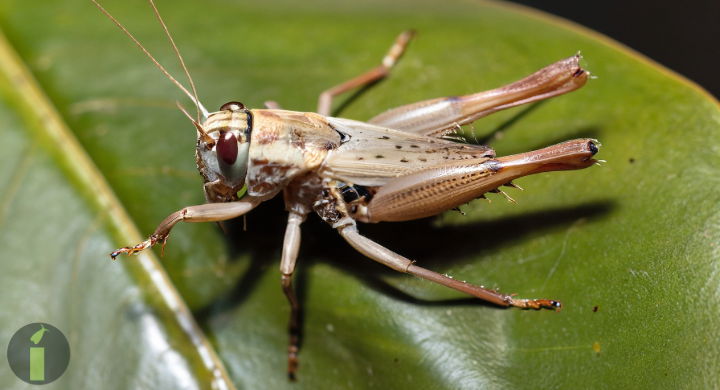 a close up of a cricket bug
