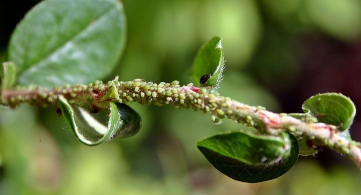 a close-up of aphids on a plant
