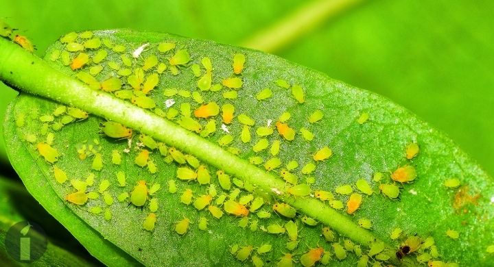 a group of aphids on a leaf