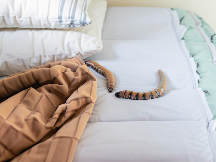 Cracking The Code On Bed Worms: Avoidance, Detection, And Safe Removal Techniques