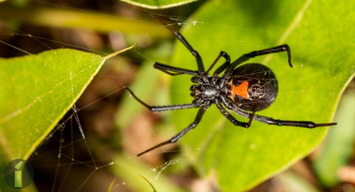 a close up of a black widow spider
