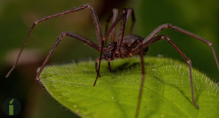a close up of a brown recluses
