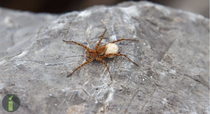 a spider on a rock