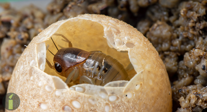 a bug inside a shell