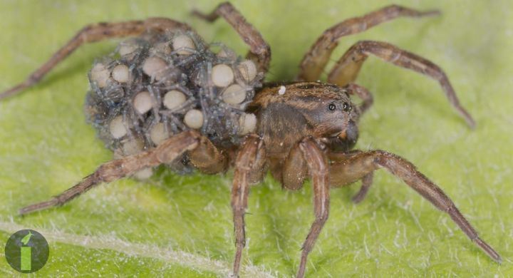 a spider with its eggs on its back