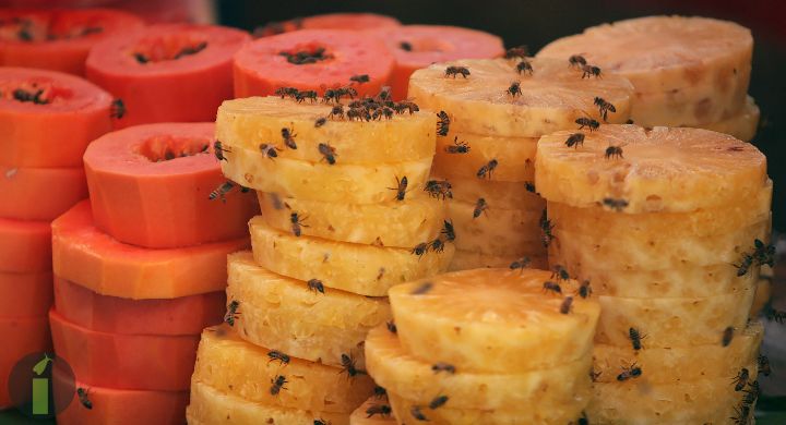 a pile of pineapple slices with flies on top
