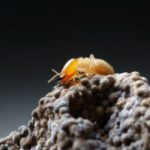 How to Get Rid of Termite Safely and Prevent Infestation