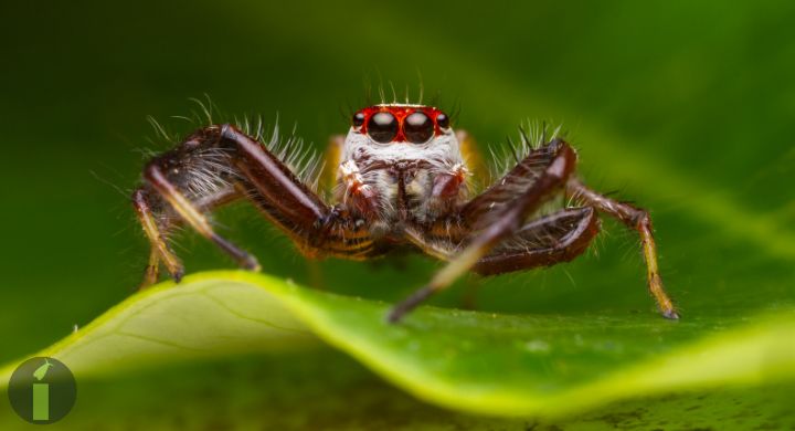 a close up of a spider on a leaf
