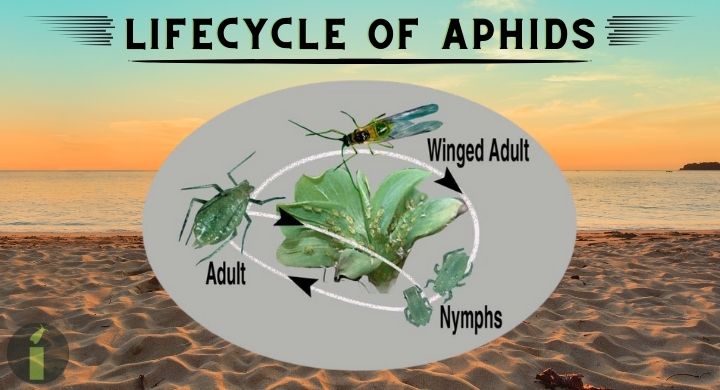 a diagram of a aphids
