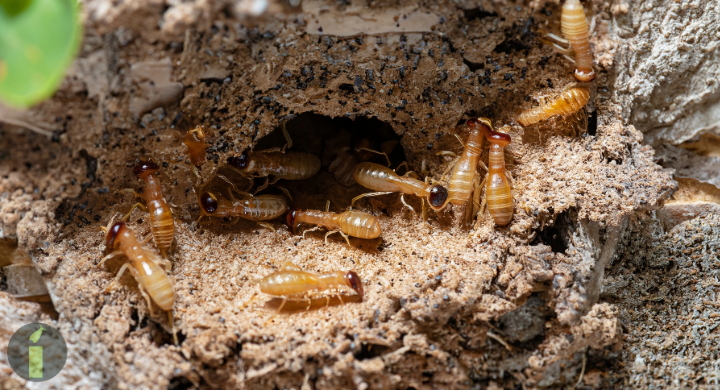 a group of termites in a hole