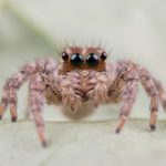 A Complete Guide to Unveiling the Enthralling World of the Red House Spider