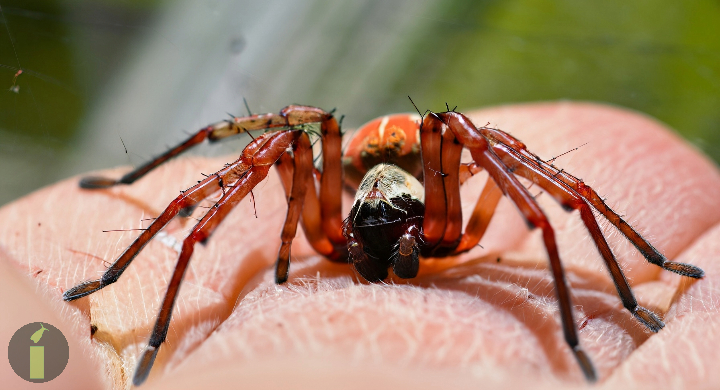 a close up of a red house spider