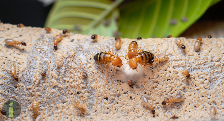 a group of termites on a piece of food