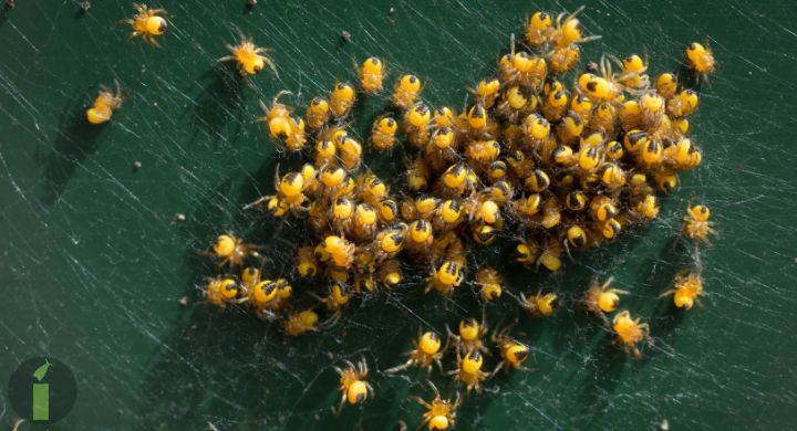 a group of yellow spiders on a green surface
