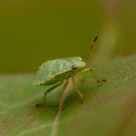 How to Identifying Tiny Green Bugs