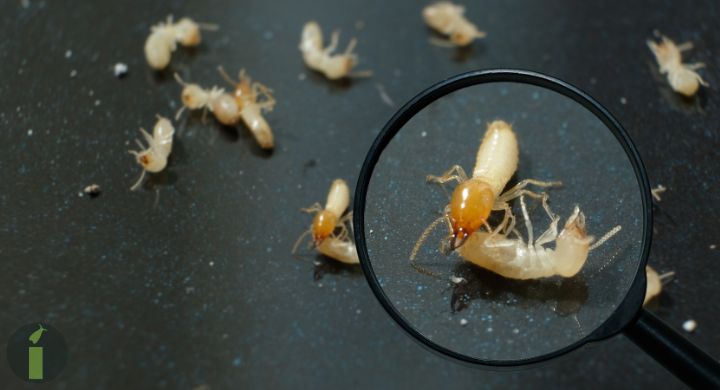 a magnifying glass over a group of termites