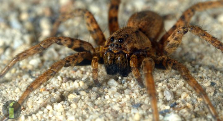 a close up of a wolf spider
