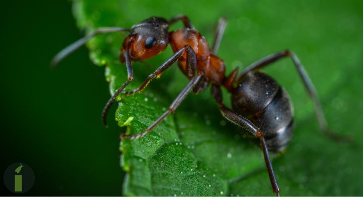 a close up of a ant on a leaf
