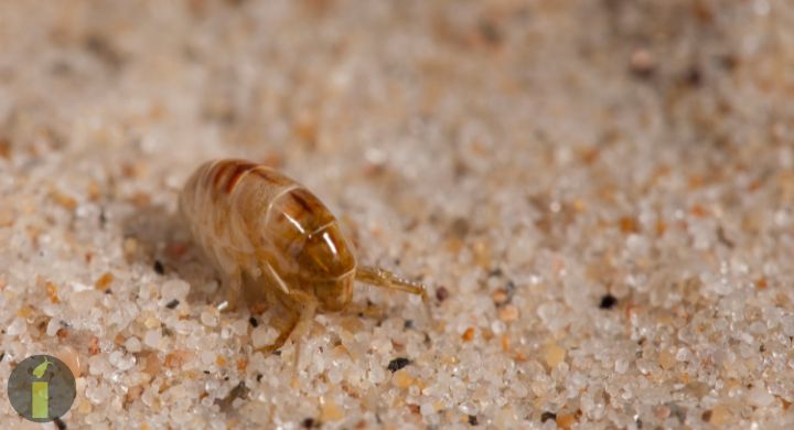 a close up of a flea