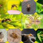 a collage of top 10 insects