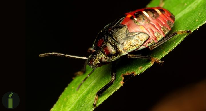 a close up of a bug on a leaf
